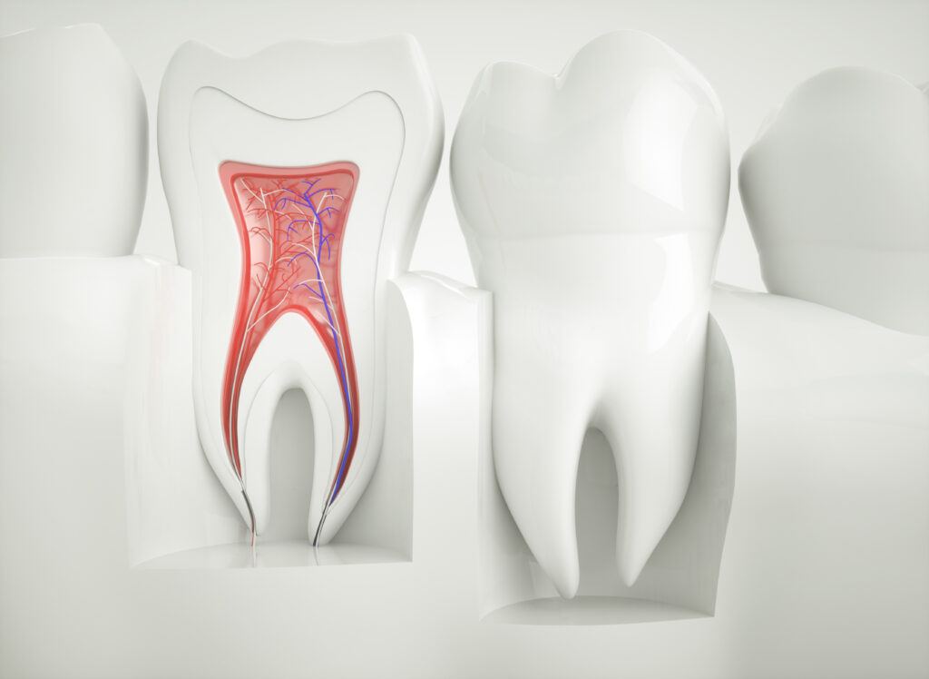 Anatomy of healthy teeth - 3D rendering